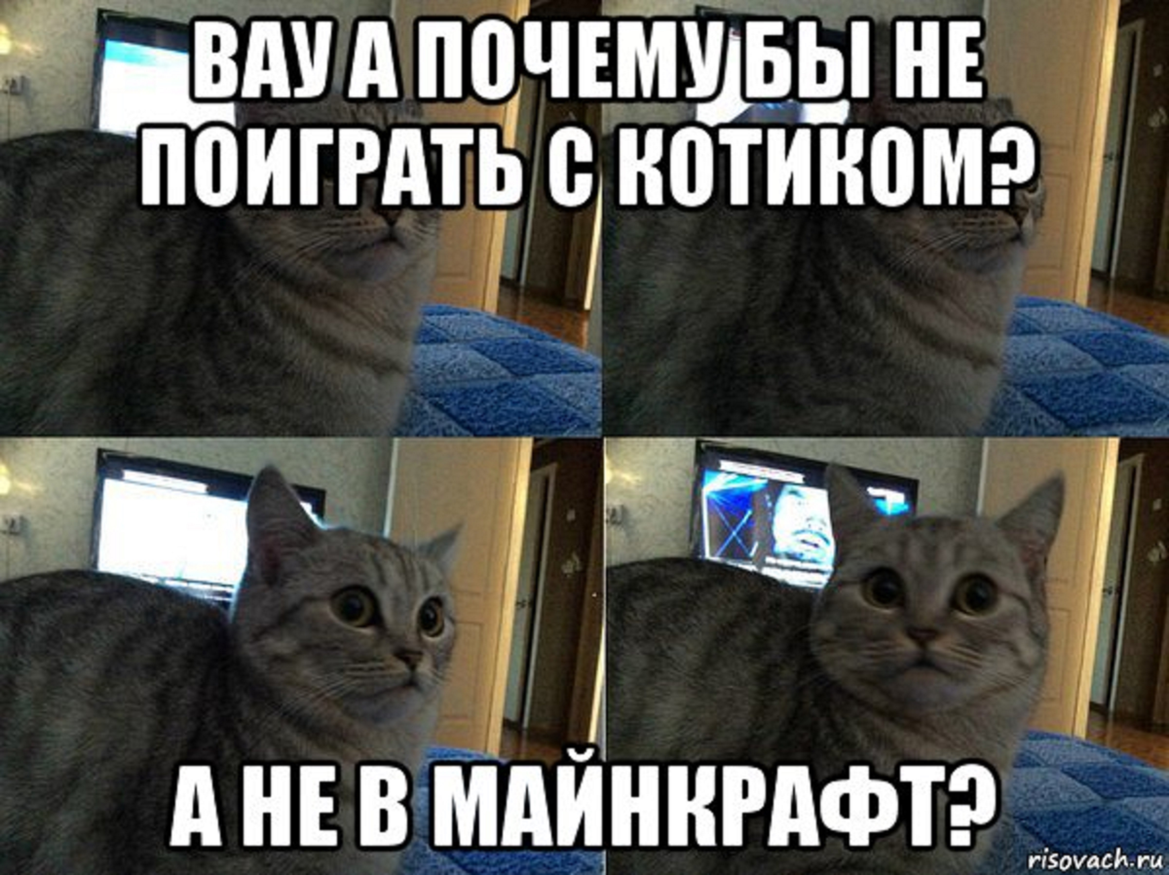 Мемы с котиками без надписей